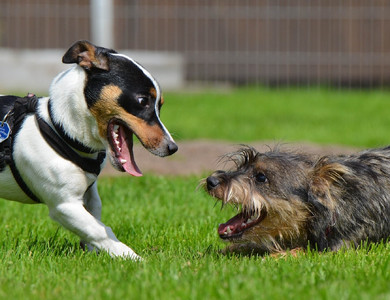 welche terrier gibt es