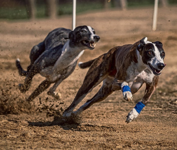 Greyhounds auf der Rennbahn