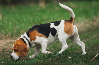 Beagle in tricolor Schwarz, Weiß und Braun in typischer Pose