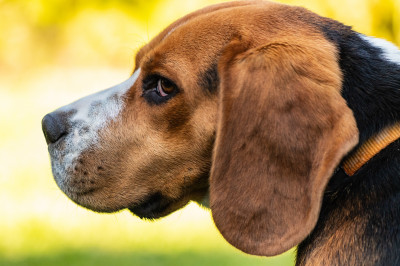 Beagle im Porträt von der Seite