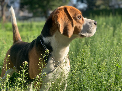 Beagle sehr aufmerksam mit erhobener Rute