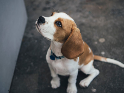 Beagle-Welpe erwartungsvoll