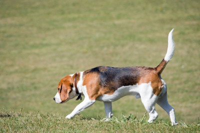 Beagle-Rüde mit typischer weißer Schwanzspitze
