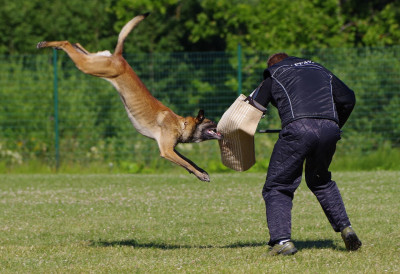 Belgischer Schäferhund: Malinois im Schutzhundetraining