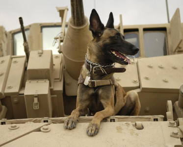 Belgischer Schäferhund (Malinois) als Diensthund im Panzerheer