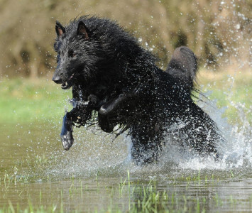 Schwarzer Belgischer Schäferhund (Groenendal) im Wasser