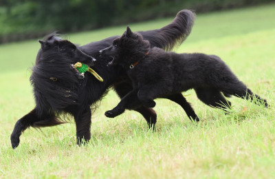 Zwei schwarze Belgische Schäferhunde (Groenendals) im Spiel