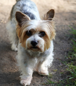Erwachsener Biewer Terrier (Yorkshire)