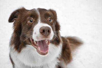 Braun-weißer Border Collie