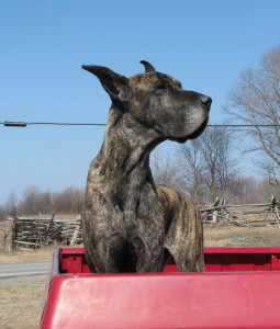 Eine kanadische Dogge - leider mit kupierten Ohren