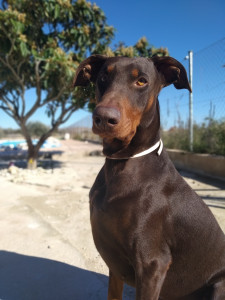 Brauner Dobermann