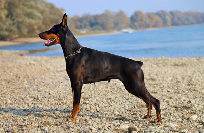 Heute zu recht in Deutschland verboten: Kupierter Dobermann