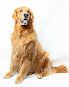 haben golden retriever jagdtrieb