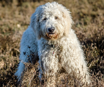 Goldendoodle: Charakter, Haltung & Pflege - DigiDogs