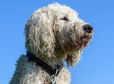 Goldendoodle: Charakter, Haltung & Pflege - DigiDogs