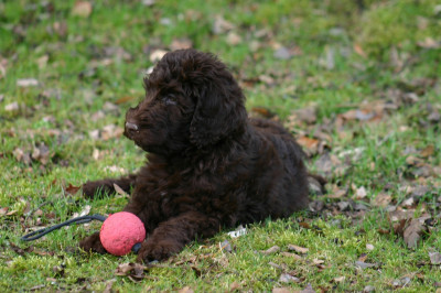 sind labradoodle hypoallergen