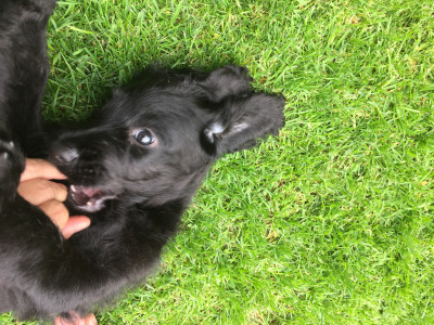 sind labradoodle hypoallergen