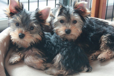 Yorkshire Terrier Charakter Haltung Pflege Digidogs