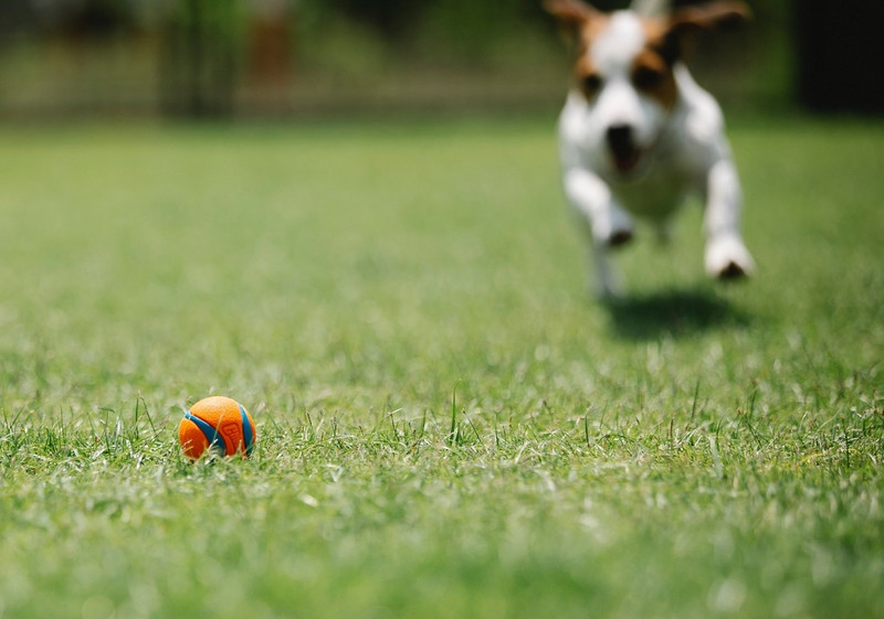 Insbesondere Terrier können ein unerwünschtes gesteigertes Jagdverhalten durch Ballspiele zeigen