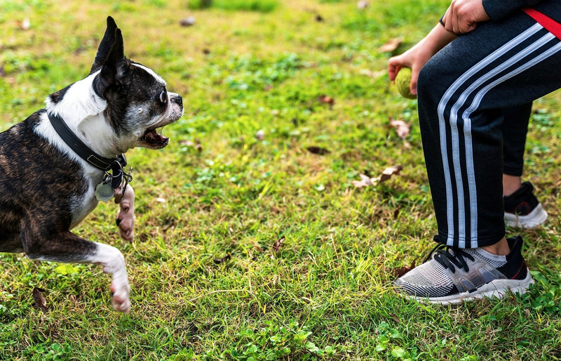 Der irre und fixierte Blick lässt den Balljunkie vermuten
