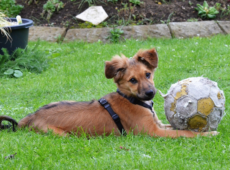 Fußbälle sind ungeeignet für Hunde, da sie aus schädlichen Materialien bestehen können. Hier im Bild: Der Fußball ist bereits abgenagt, die Stücke können im Darm hängen bleiben.