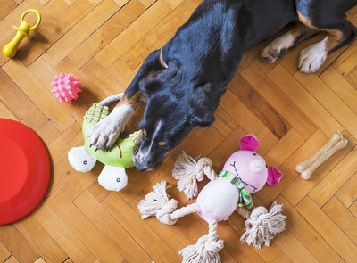 Spielzeuge machen unsere Hunde glücklich - aber sind sie auch gesund?